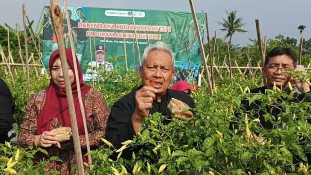 Tekan Inflasi Daerah, Banyumas Bidik Swasembada Cabai Lewat Petani Milenial