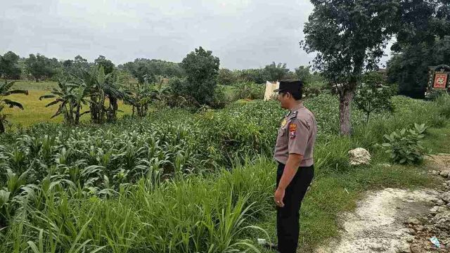Perkuat Ketahanan Pangan, Polsek Kembangbahu Tinjau Program Pekarangan Bergizi di Lamongan